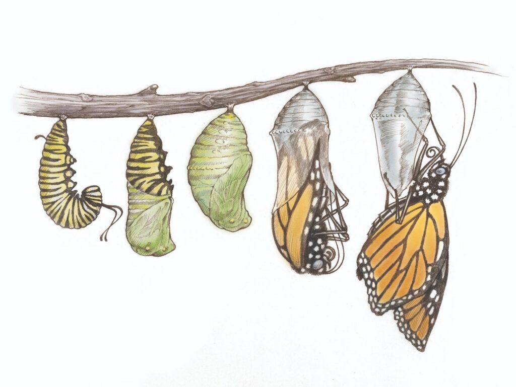 color illustration showing the lifecycle stages of the monarch butterfly