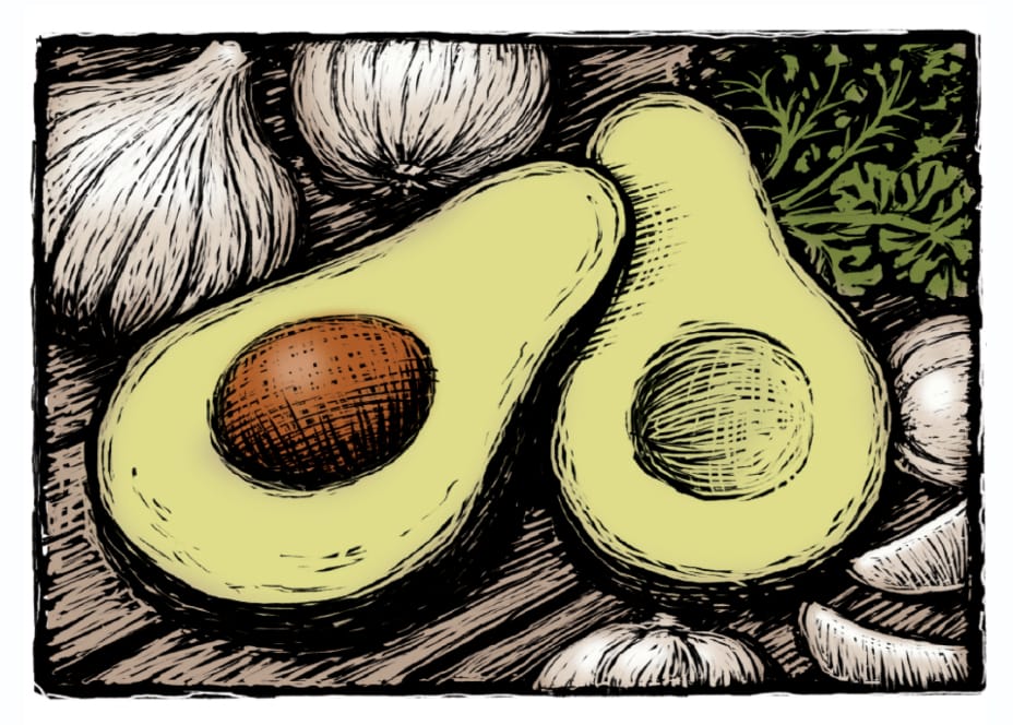 woodcut illustration of avocados